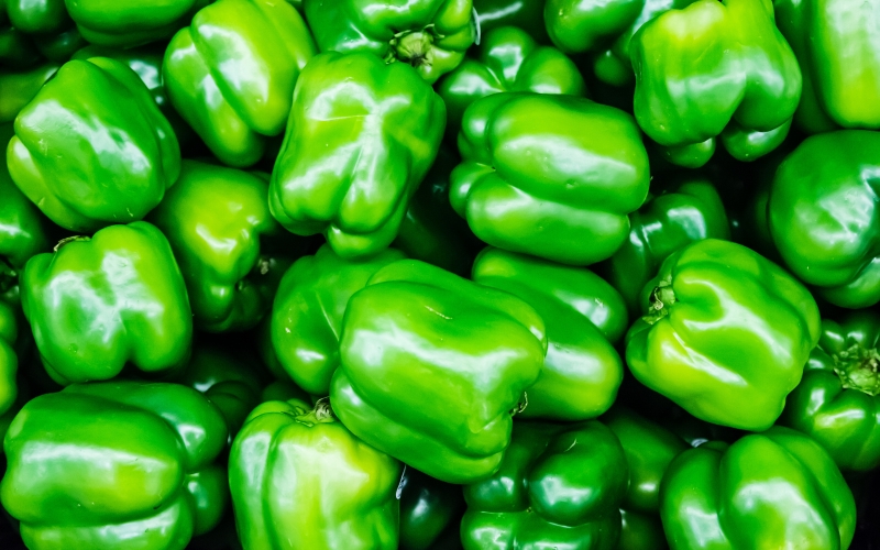 Green Pepper Harvest
