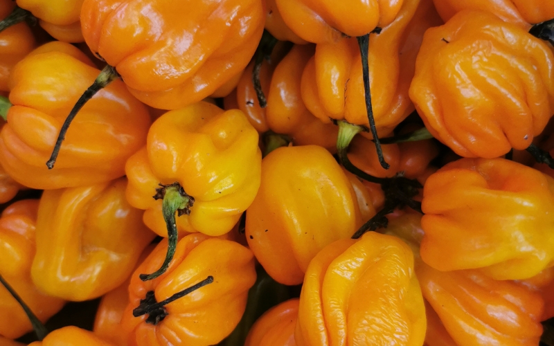habanero