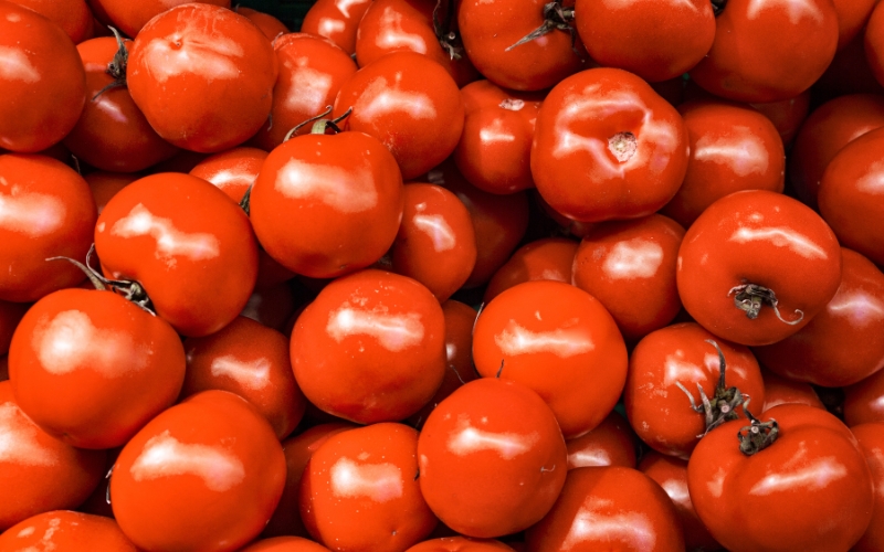 Tomato Plants